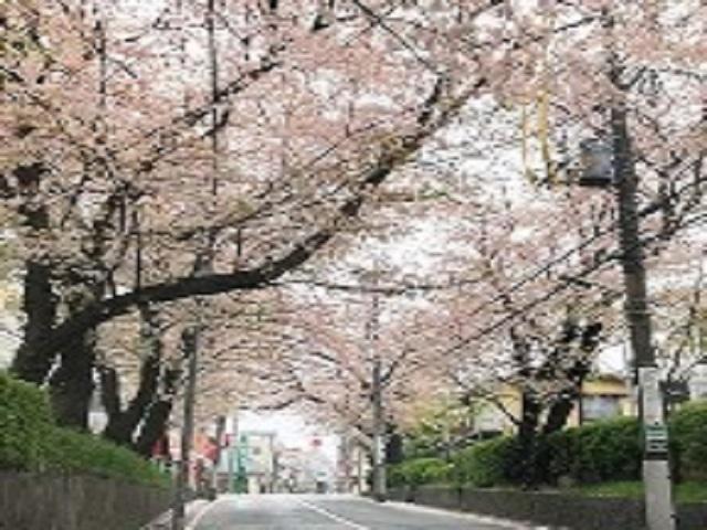 【周辺環境】桜坂