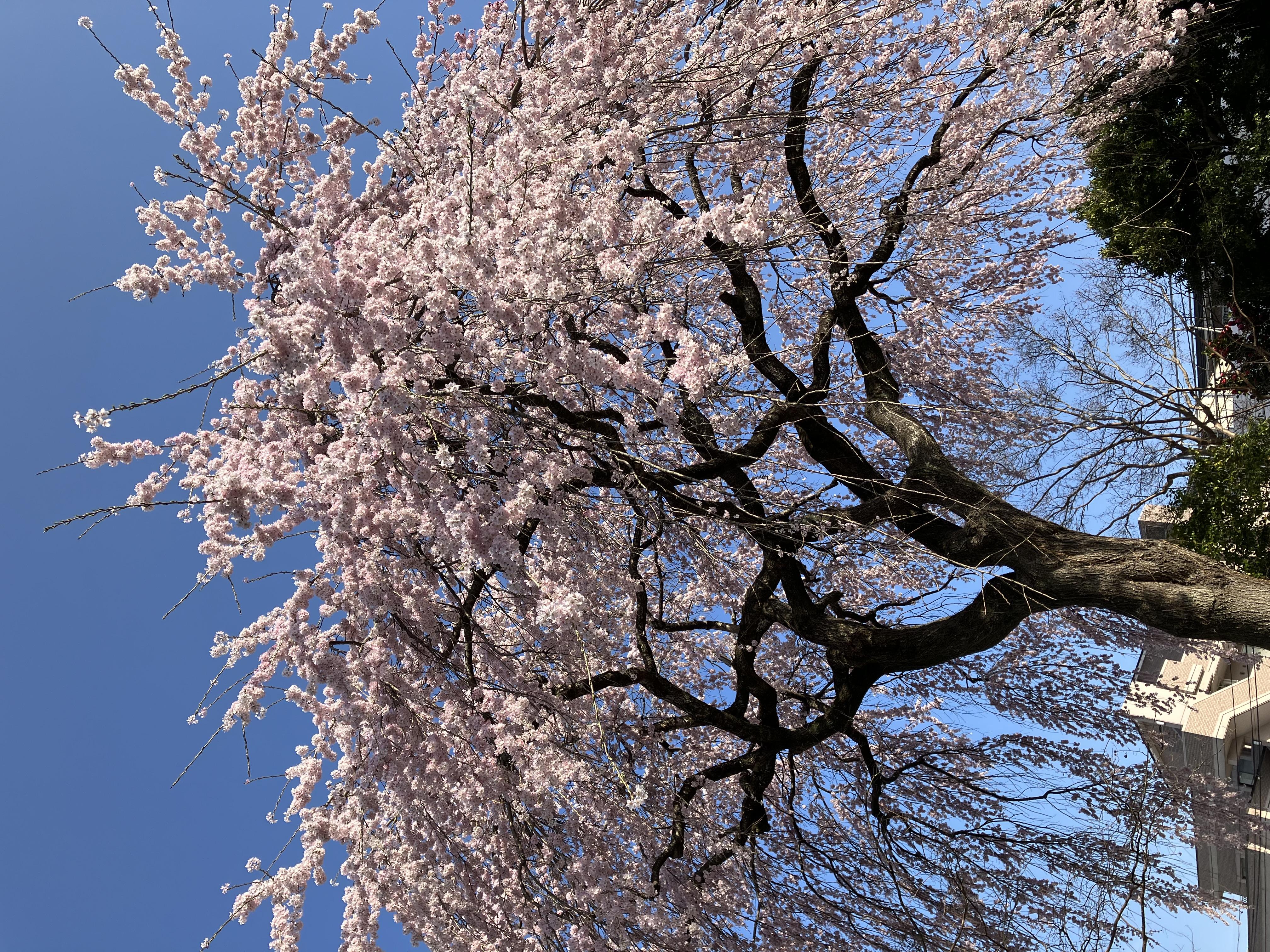 桜が綺麗ですね