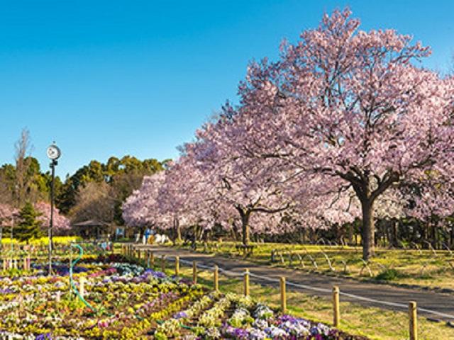 蘆花恒春園　春