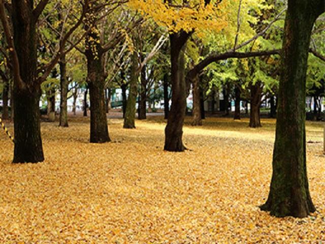 蘆花恒春園　秋