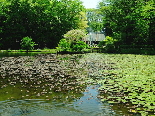 せせらぎ公園　池のほとり