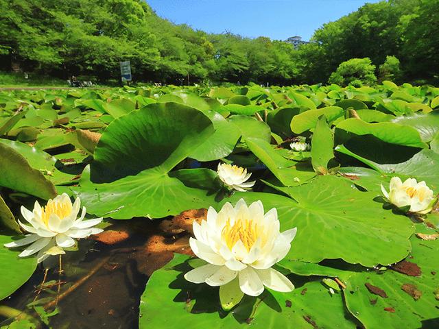 せせらぎ公園　スイレン