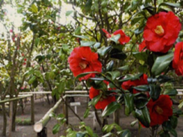 氷室椿庭園：茅ヶ崎駅南口から徒歩15分