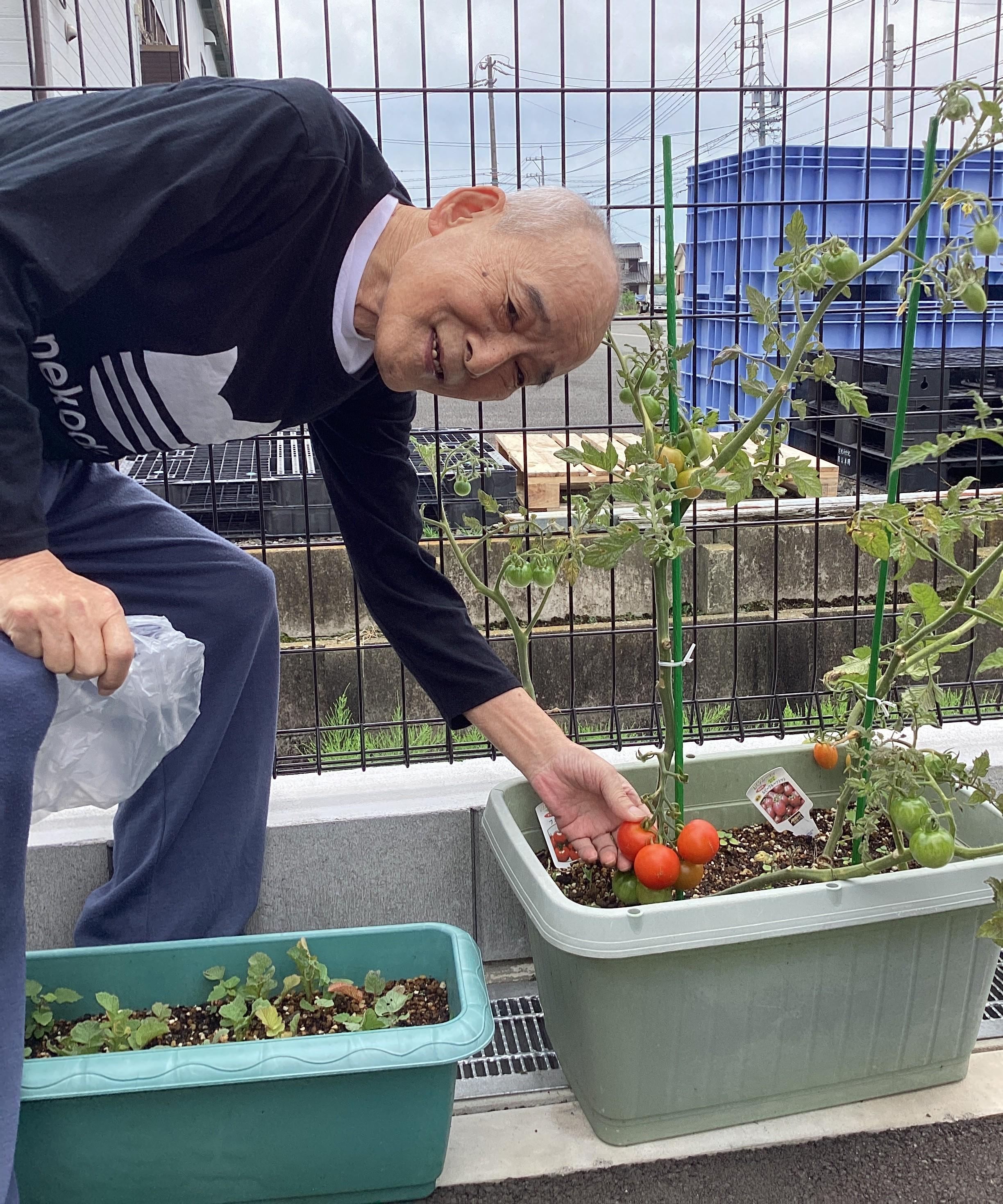 トマトを収穫しました🍅