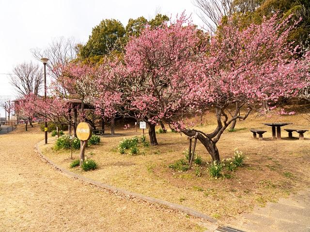 【周辺環境】西公園